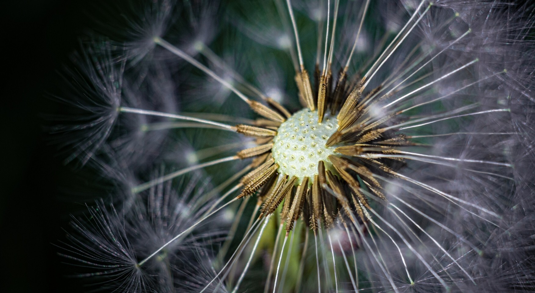 dandelion edited